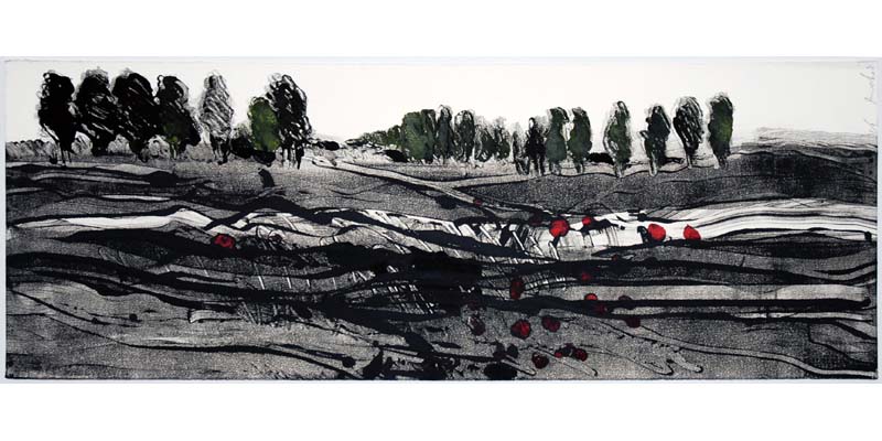 Eucalyptus trees on the Golan Heights Picture