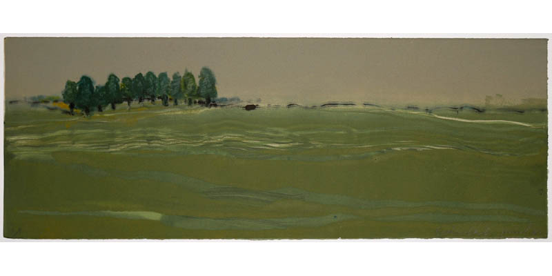 Eucalyptus trees Picture