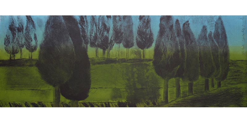 Cypress trees Picture