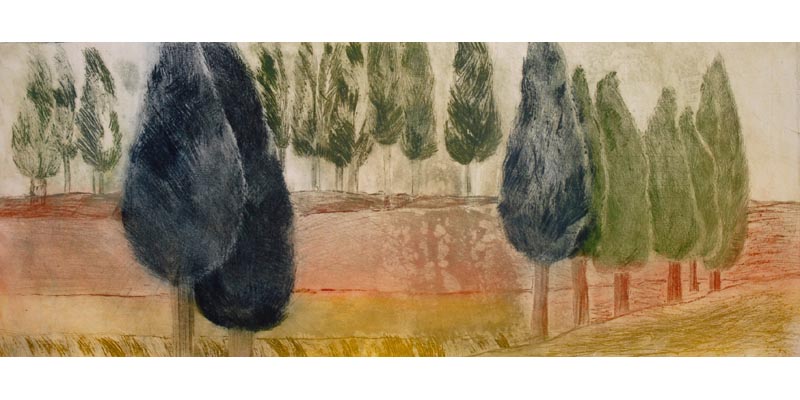 Cypress trees in summer Picture