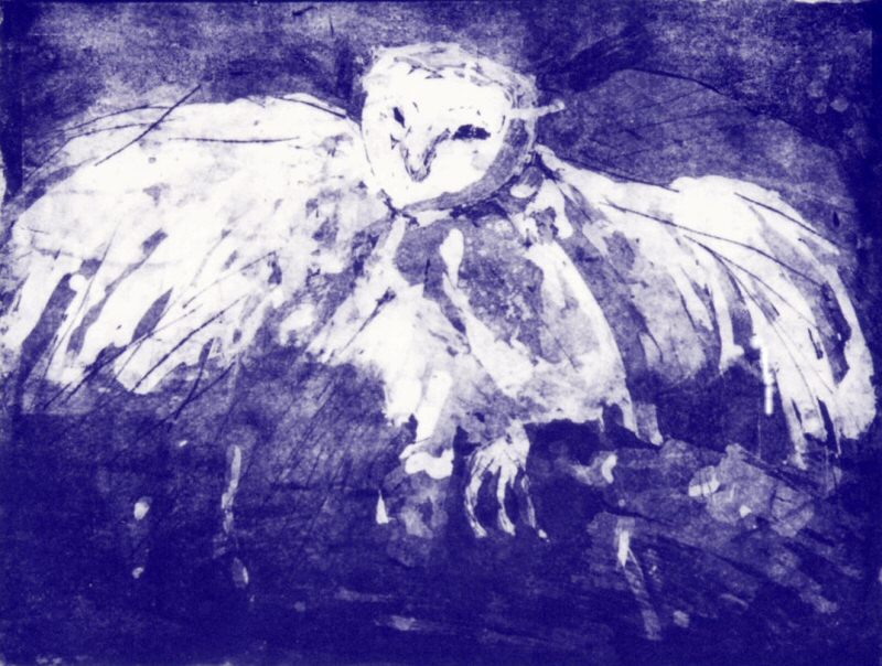 Owl Picture