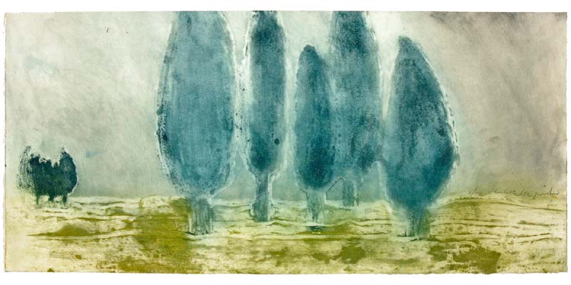 Cypress trees Picture