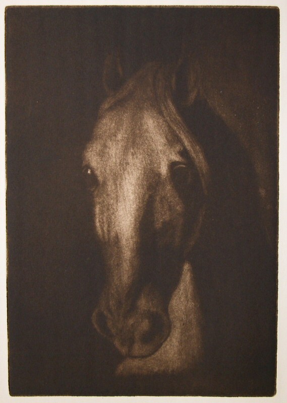 Horse 1  2007  Picture