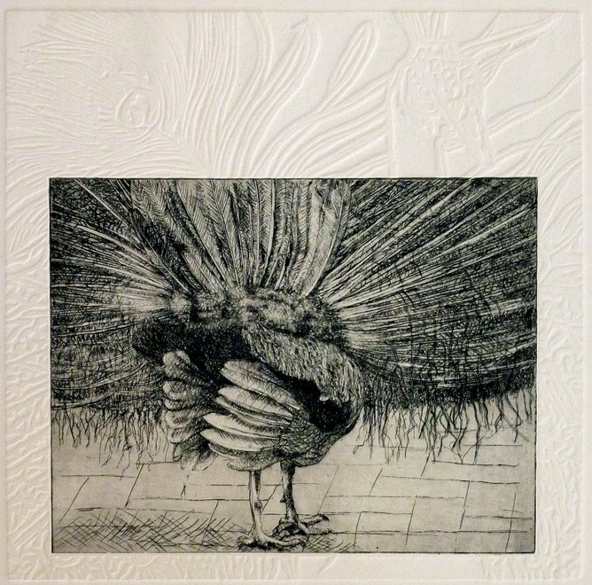 Peacock, 2009 Picture