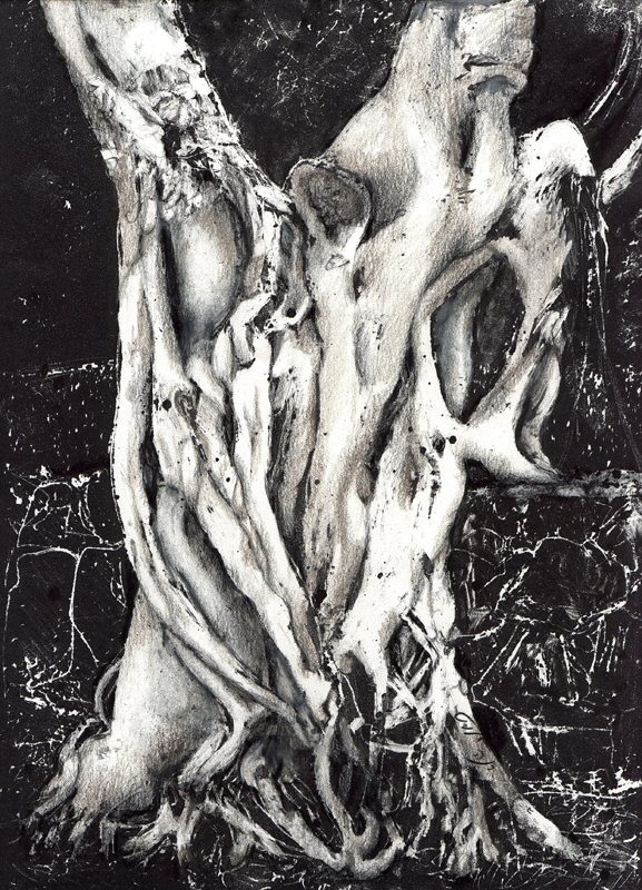 A Banyan Tree Picture